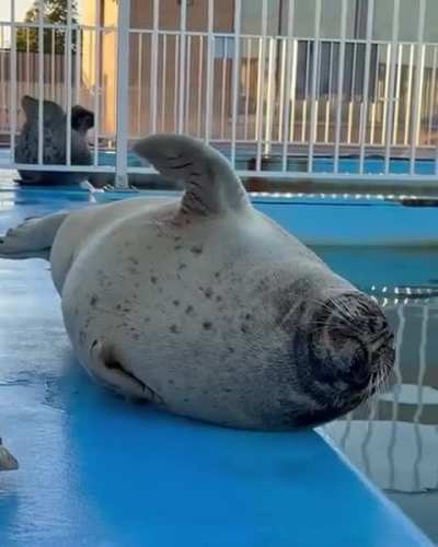 Sleepy seal stretch