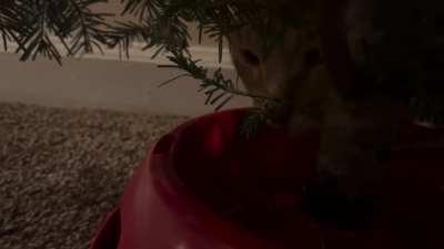 He doesn’t even drink out of his regular water bowl anymore. He only wants to drink the tree water.