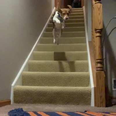 My beagle thinks she’s Underdog