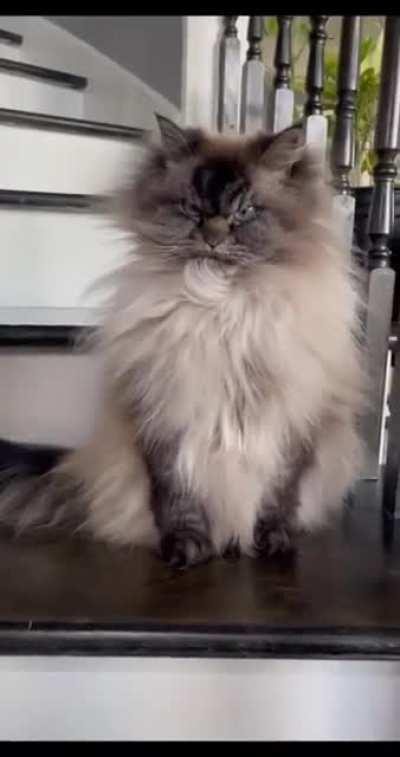 a nightmare for any dog🤣🤣🤣