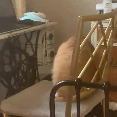 Just found out abt this sub, here’s Haru using his one brain cell to chase his tail