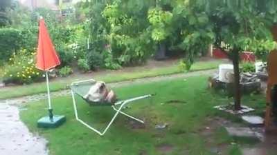 Bulldog having fun in the rain