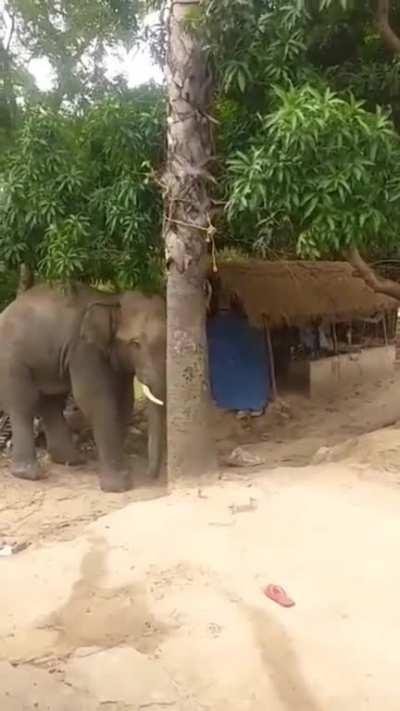 Wild elephant causing havoc in a village in India