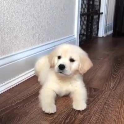 He is always happy and ready to play! 😍