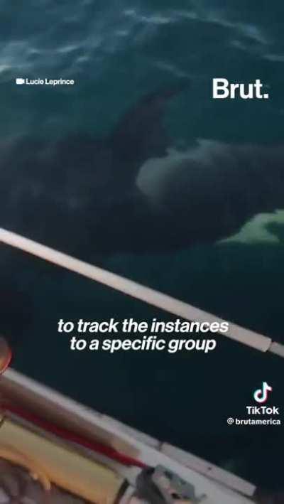 Attacks on boats have been increasing since 2020