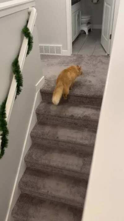 “MmmmrrrrrrOAWWWWwww” -Mango