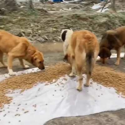 This vid sparks joy! Great Chef Burak Ozdemir brings back hope on humanity (on his IG@cznburak)