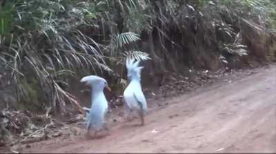 🔥Kagu, the bird on the brink of extinction meets its own kind..