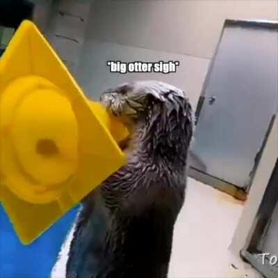 Otter gets screwed