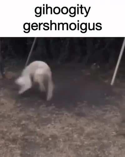 gigoogity gershmoigus