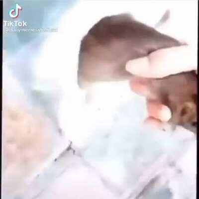 Gabby in questo momento in Minecraft hardcore