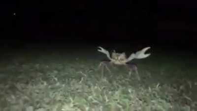 Blursed crab