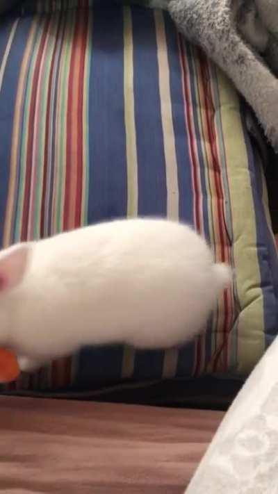 Little bunny vs Big carrot. Can anyone help he understand what breed she is?