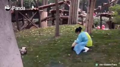 Panda cub seeking attention by rolling