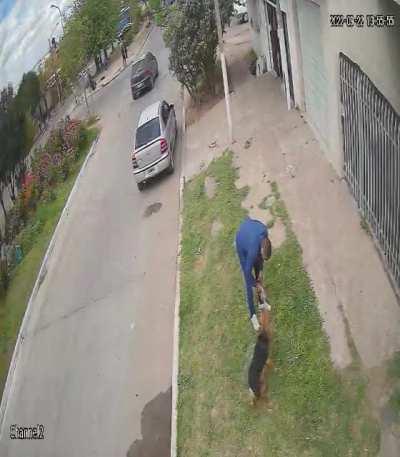 Inseguridad en el conurbano, perro robando galletitas (masitas)