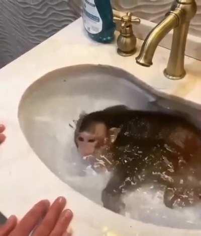 Macaquinho na banheira p alegra seu domingo