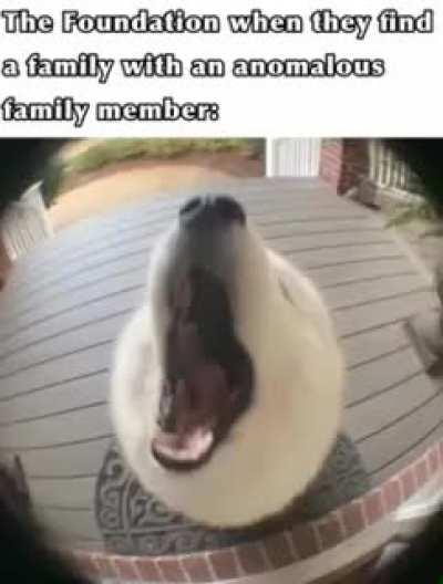 Bro let them be, they are literally vibing!