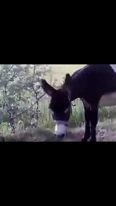 Siksokır amca karakaçana dönüşüyo mp.4 (diğer sublara da ben attım)