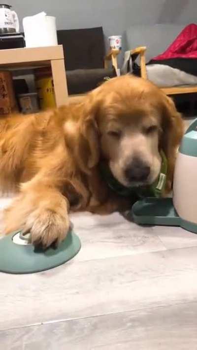 Dog is SMORT. SMORT.