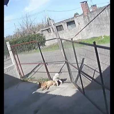 A uruguayo lo intentan robar pero le termina dando una lección de humildad al chorro con un tour gratis por el vecindario.