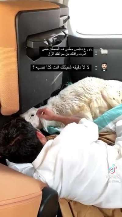 Just a man and his sheep