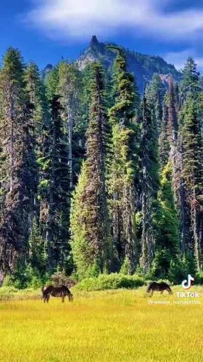 Horse nomadism age 24-34