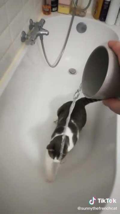 Beaver behavior : he saw the water and was like ''Absolutely not''!