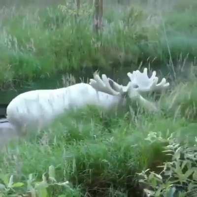 Real life legendary moose