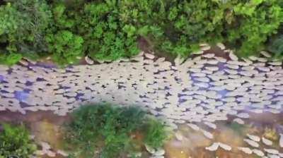 🔥Aerial views of Sheep flocks🔥