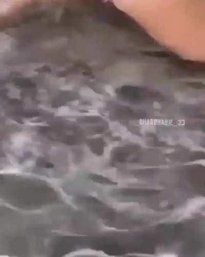 bhad bhabie twerking bikini
