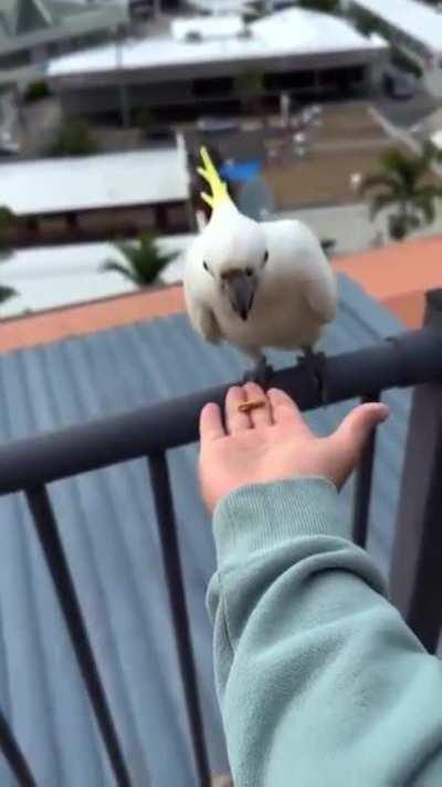 Como eu imagino a casa da Jaiden: