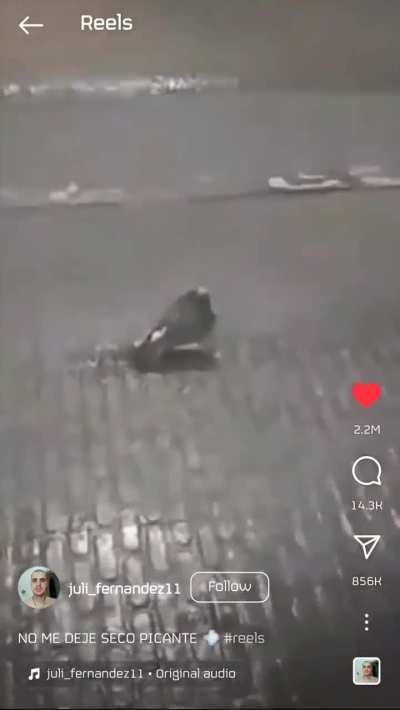 He is the birb that is approaching