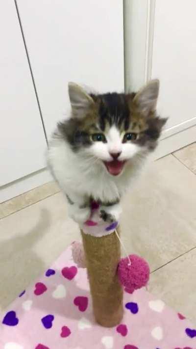 I am TT the great cat trapeze artist