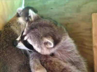 Raccoon and Coatimundi being bros