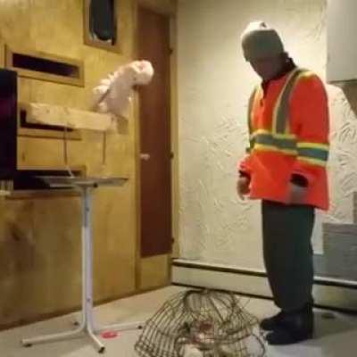 parrot is pissed after his cage got ruined