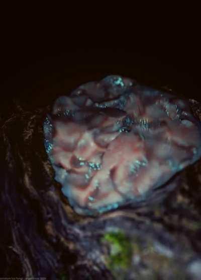 Blursed scrotum lux fungi