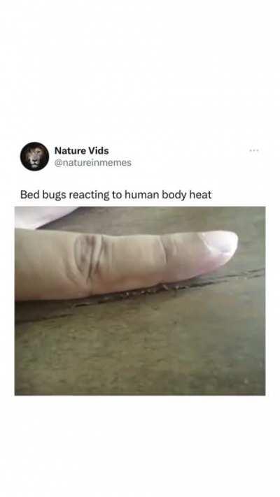Bed Bugs Reacting To Human Body Heat