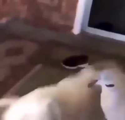 cachorrinho e passarinho