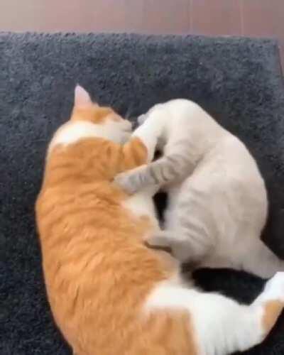 Best friends for life.