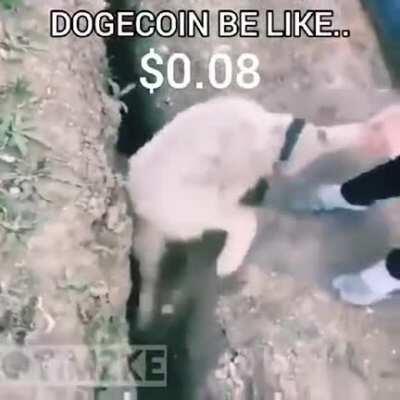 Welcome to the Doge Club. 😎