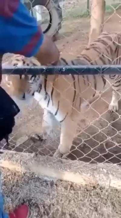 WCGW petting a Tiger.