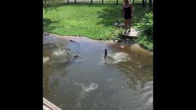 Text from friends Facebook post: “Went to the zoo today and a woman dropped her wallet in the alligator enclosure. So she went INSIDE the enclosure to get it as well as her child. Meanwhile shes screaming at him that it’s fault. This was honestly the craz