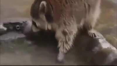 they gave him cotton candy