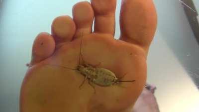 Pressed and Punished