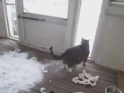 Cat Loves to Play With Snow Brought Indoors By Owner...