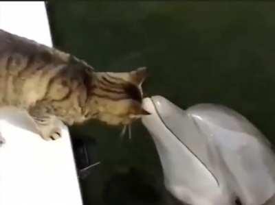 A unique encounter between a cat and a dolphin.