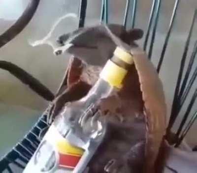 ShitpostBR - Video #9077