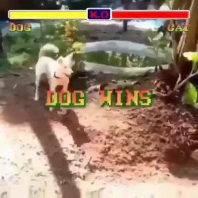 diga quem é o cachorro e o gato na vida real