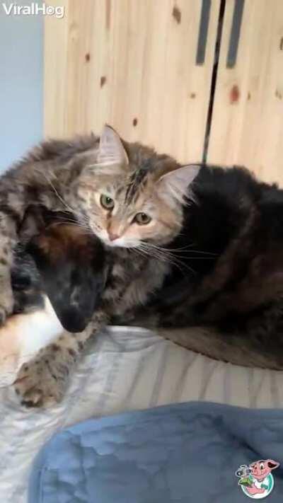 Food will always come first