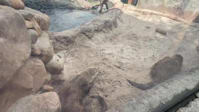 After a big lunch it’s nap time with the Zoo Knoxville otter boys.